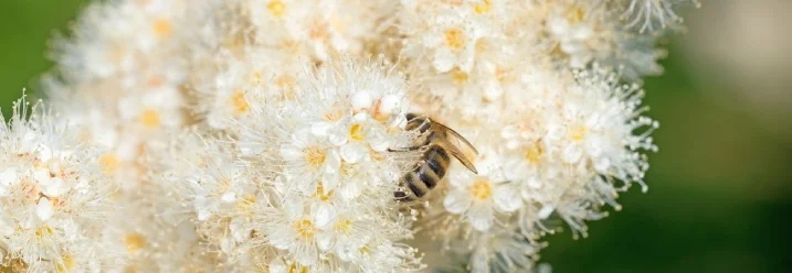 Biene auf weißen Blüten